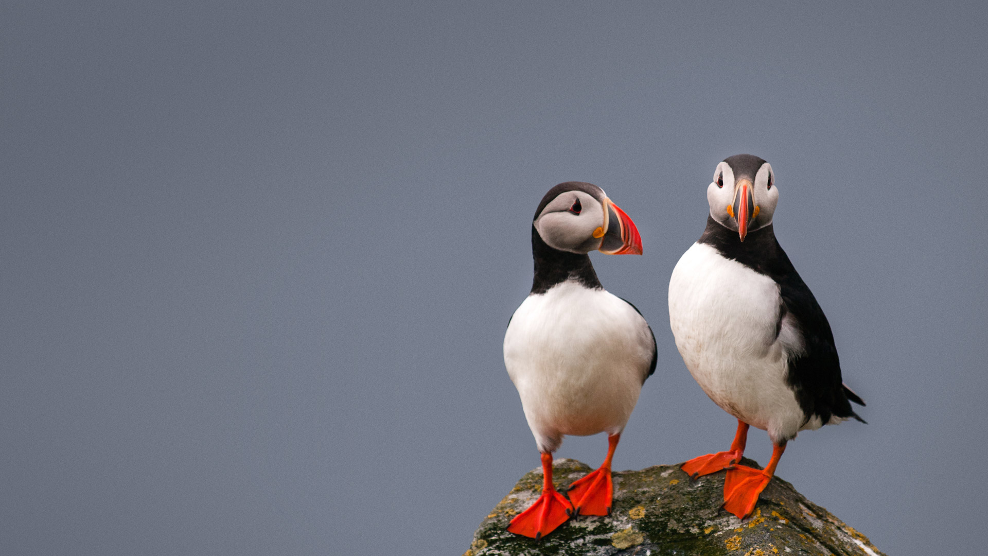 چگونه یادگیری زبان انگلیسی را بهتر شروع کنیم؟